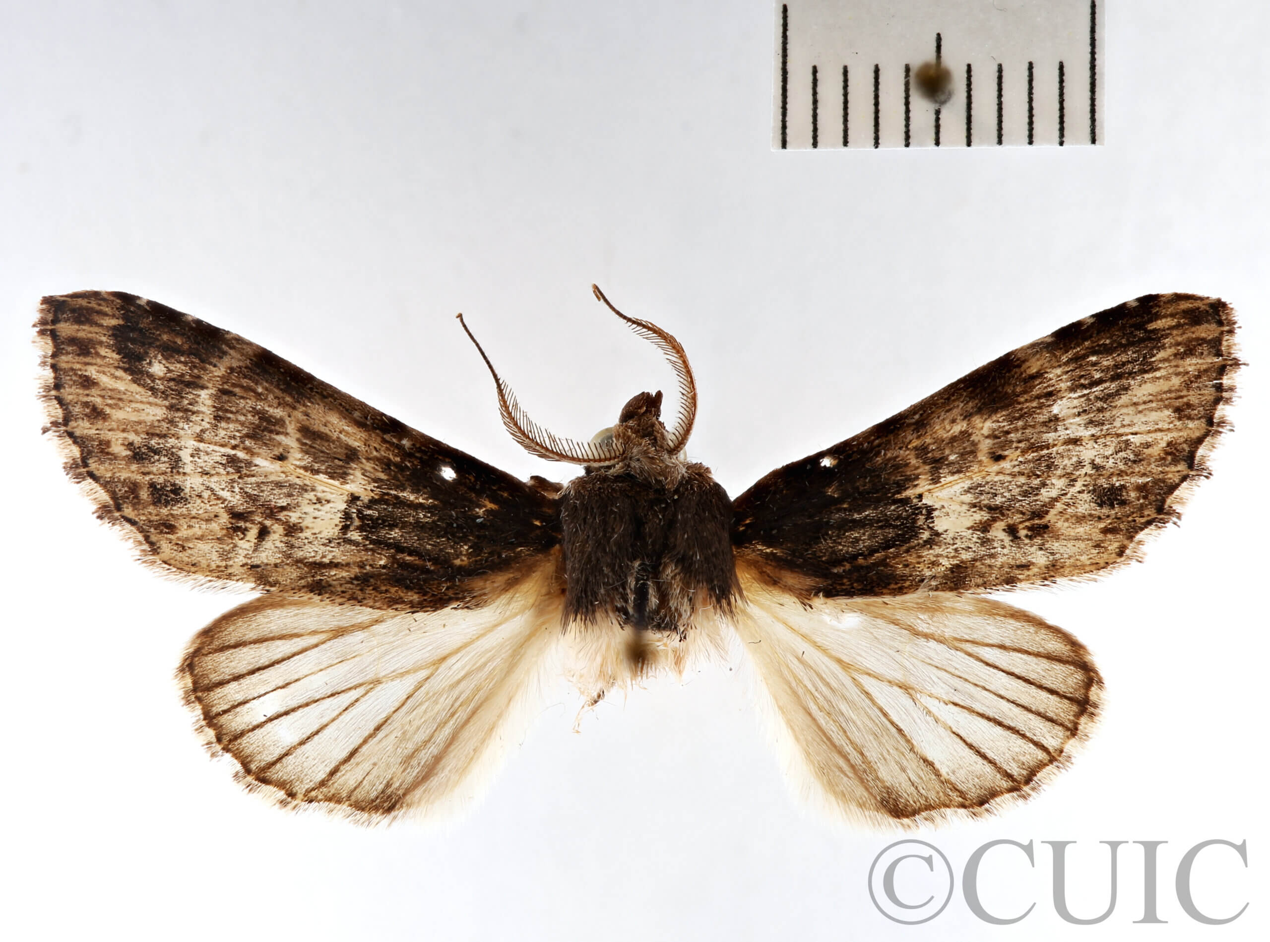 dorsal view of adult Dasylophia sp.