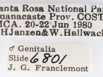 label view of adult Dasylophia sp.