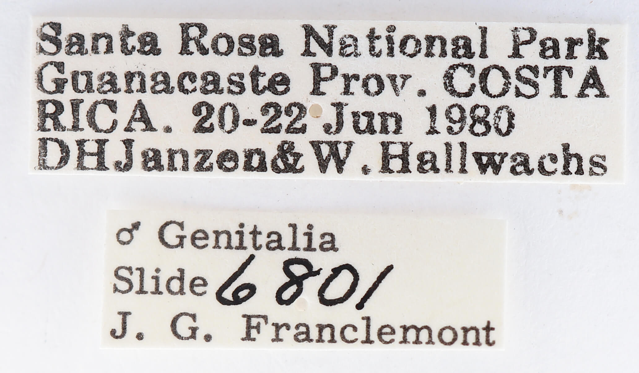 label view of adult Dasylophia sp.