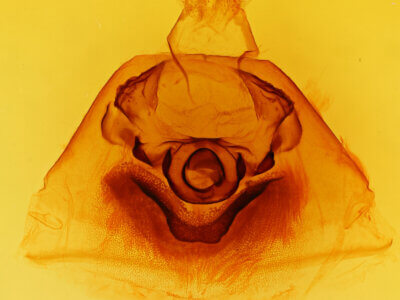 genitalia view of adult Dasylophia sp.