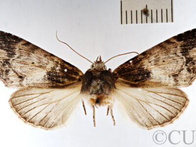 dorsal view of adult Dasylophia sp.