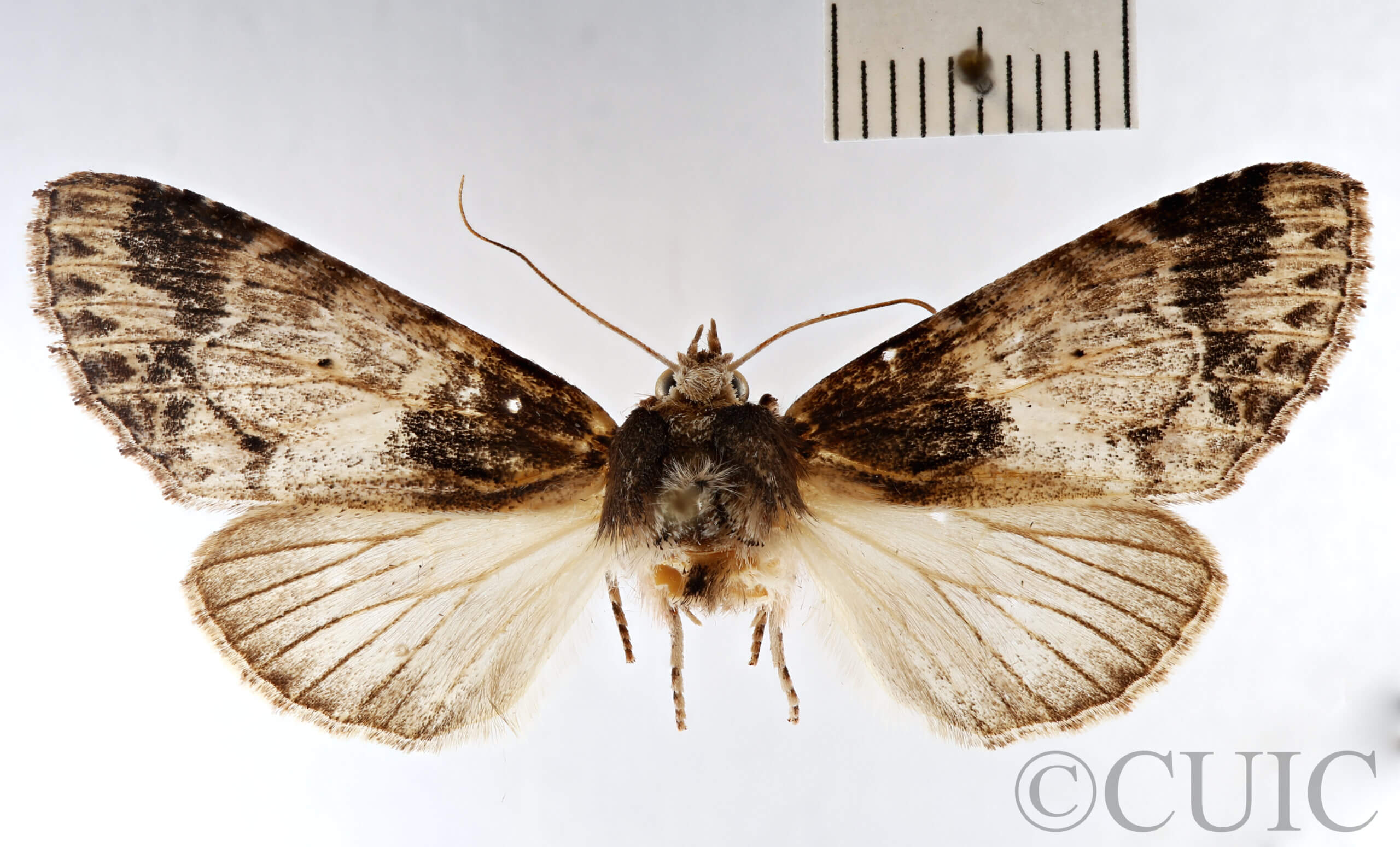 dorsal view of adult Dasylophia sp.