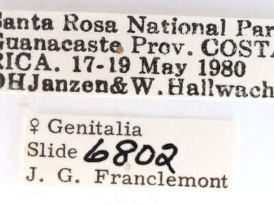 label view of adult Dasylophia sp.