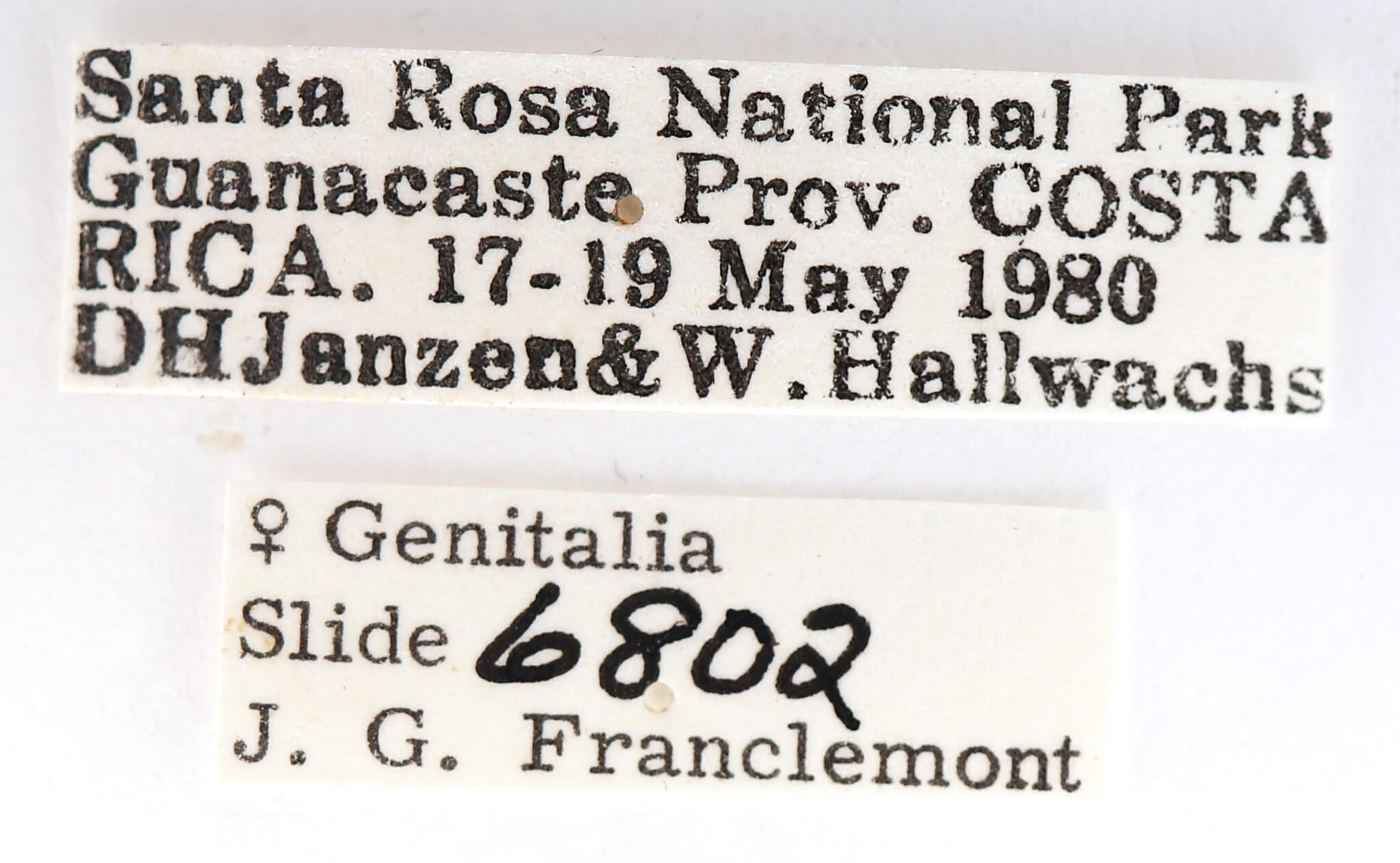 label view of adult Dasylophia sp.