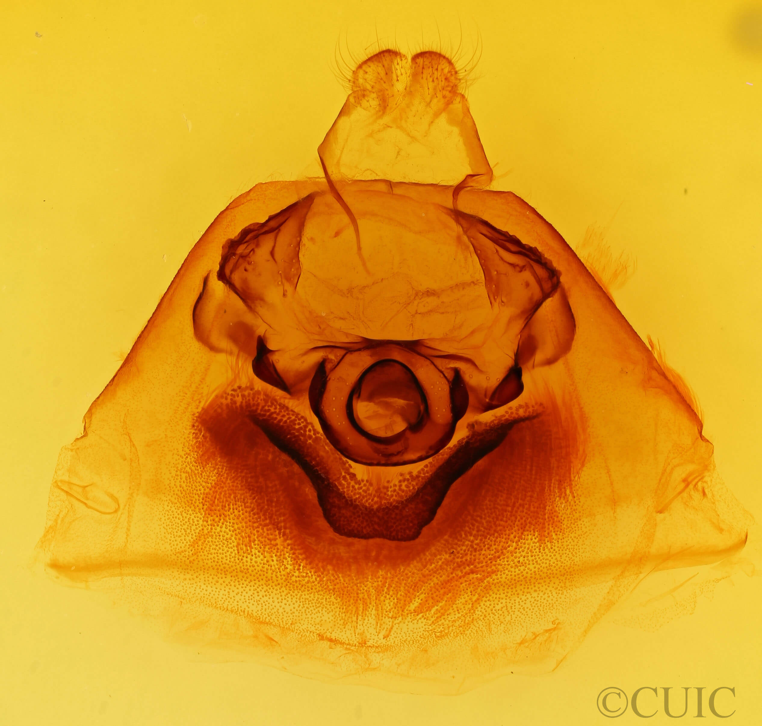 genitalia view of adult Dasylophia sp.