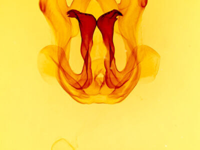 genitalia view of adult Bahaia sceletaria