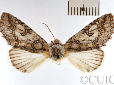 dorsal view of adult Bahaia sceletaria