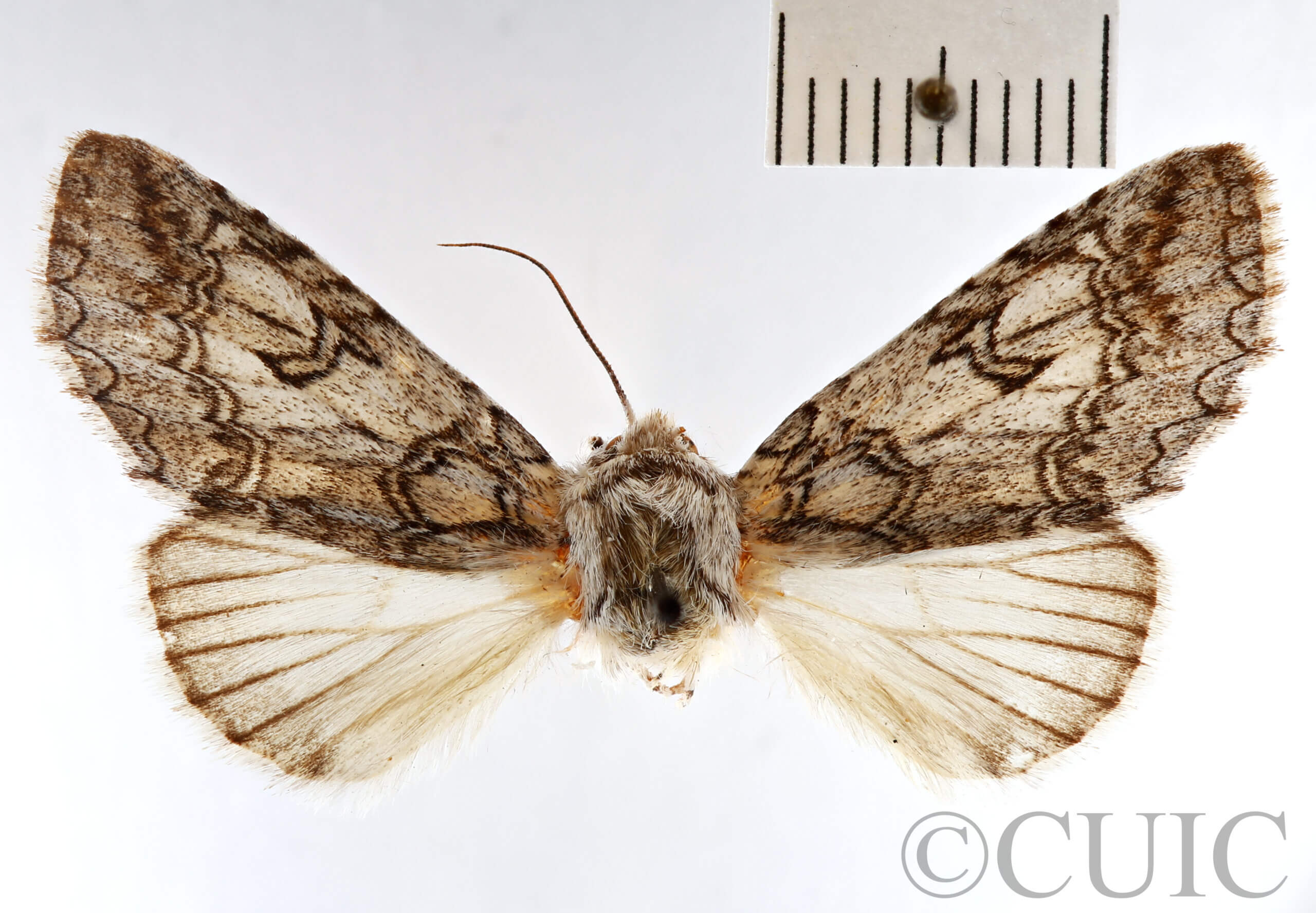 dorsal view of adult Bahaia sceletaria