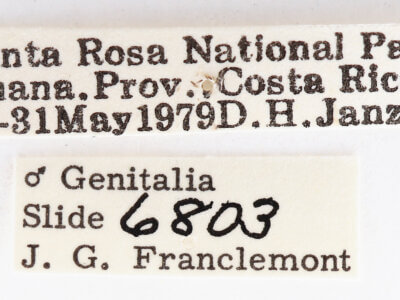 label view of adult Bahaia sceletaria