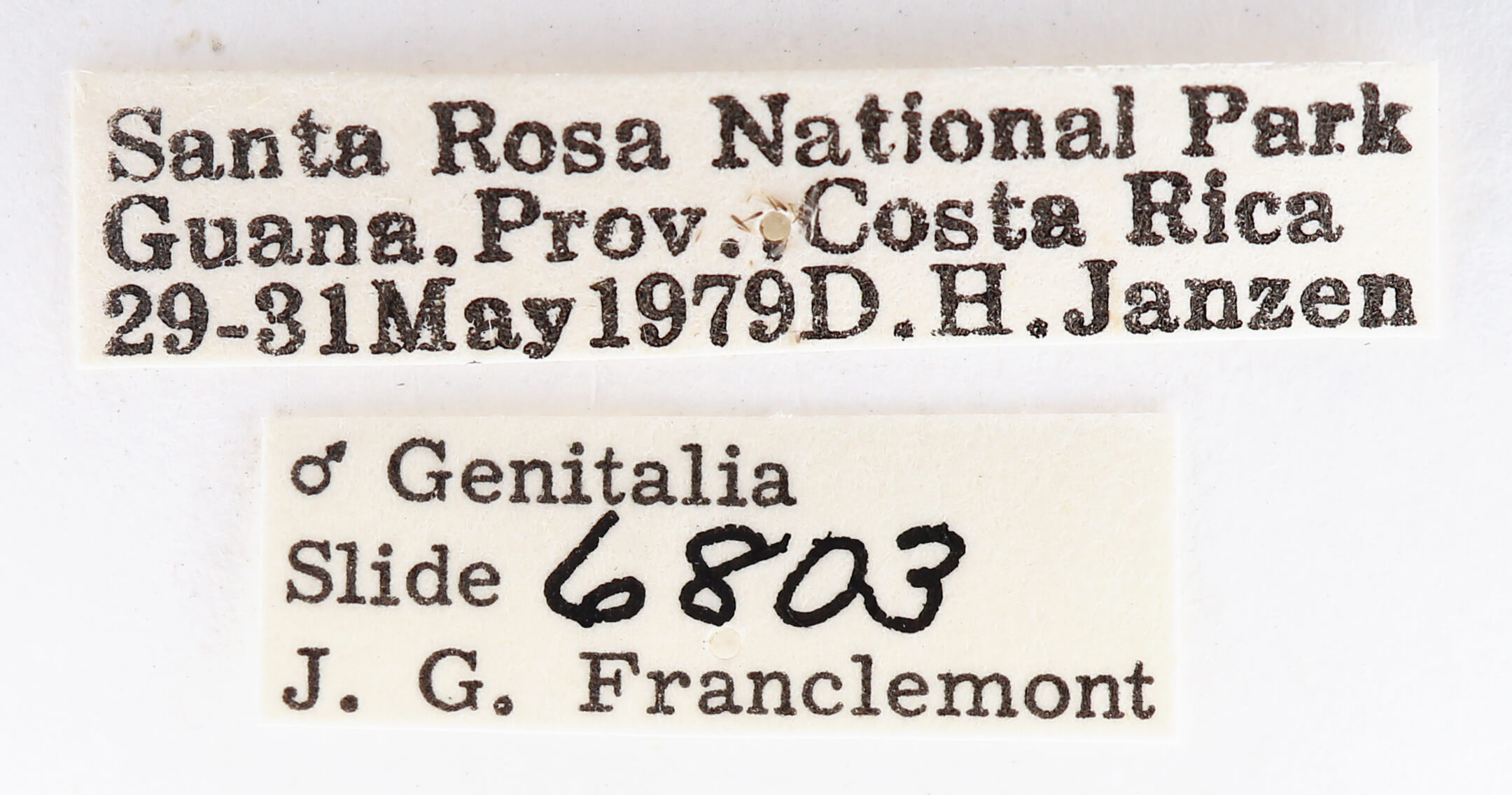 label view of adult Bahaia sceletaria