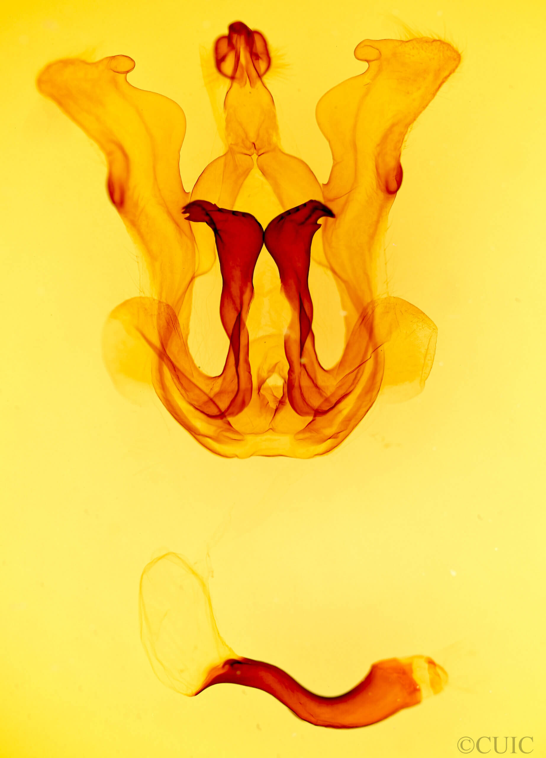 genitalia view of adult Bahaia sceletaria