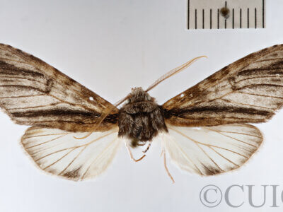 dorsal view of adult Goacampa variabilis