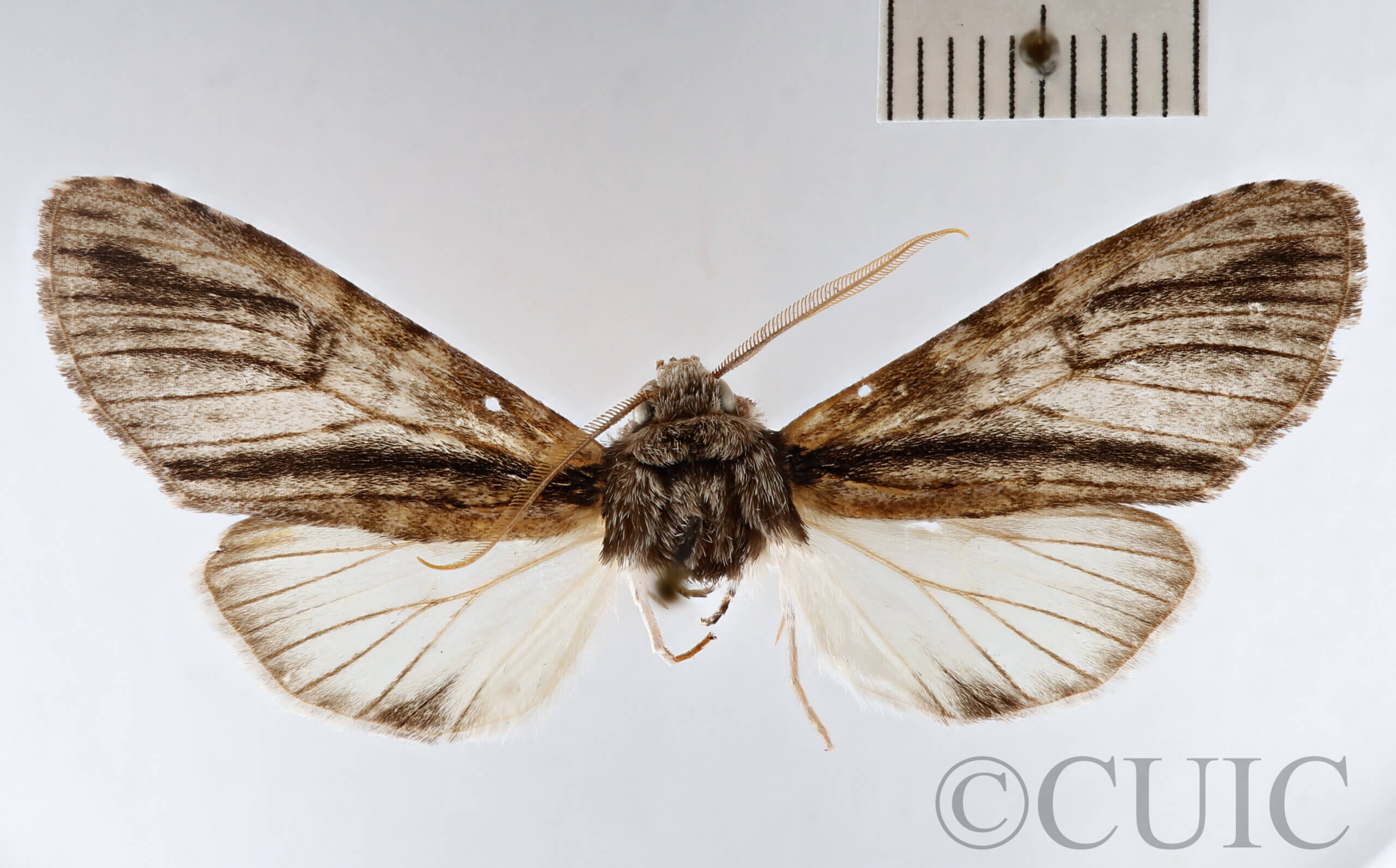 dorsal view of adult Goacampa variabilis