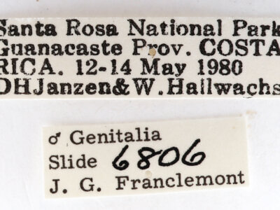 label view of adult Goacampa variabilis