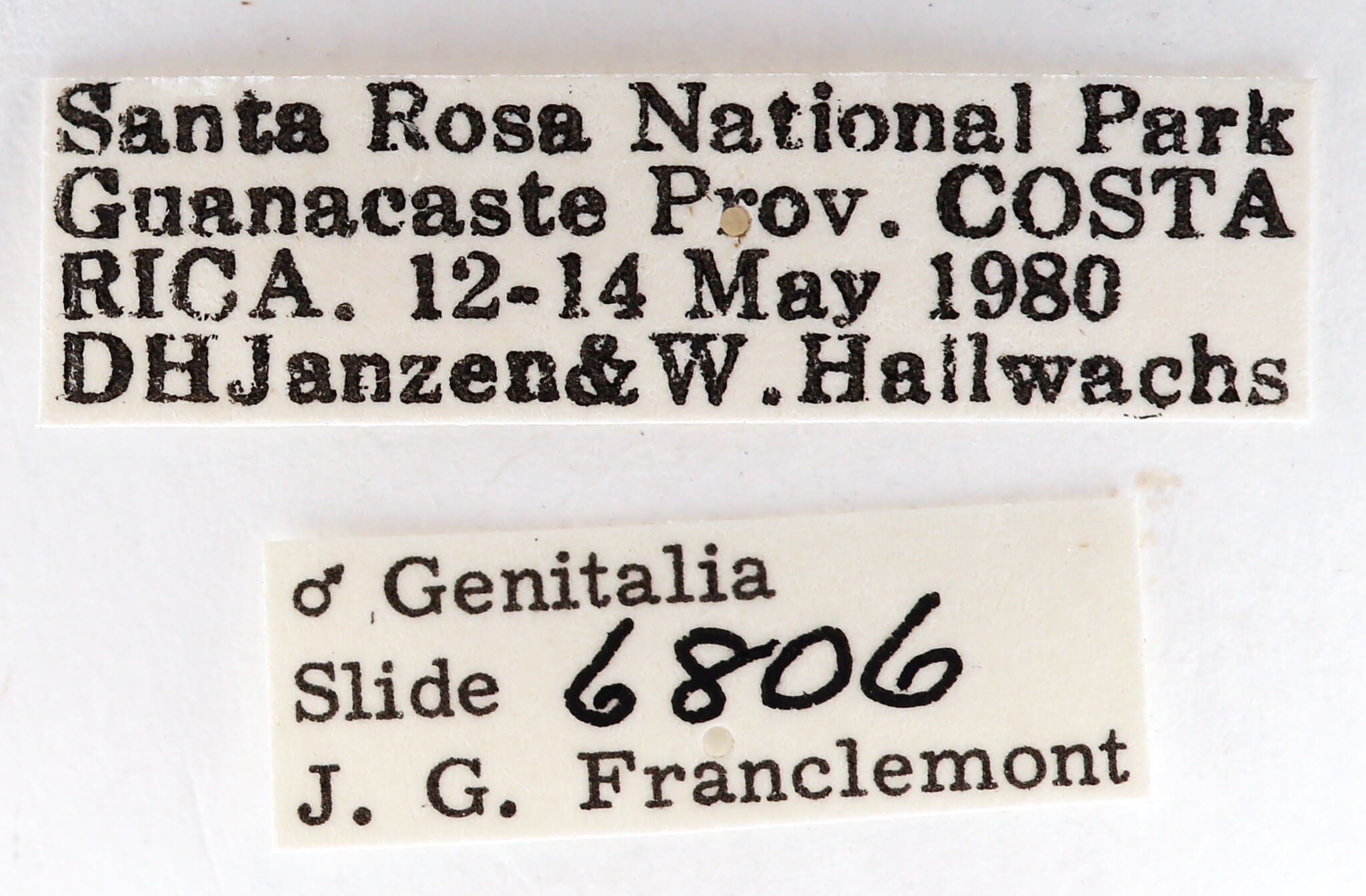 label view of adult Goacampa variabilis