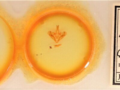 slide view of adult Goacampa variabilis