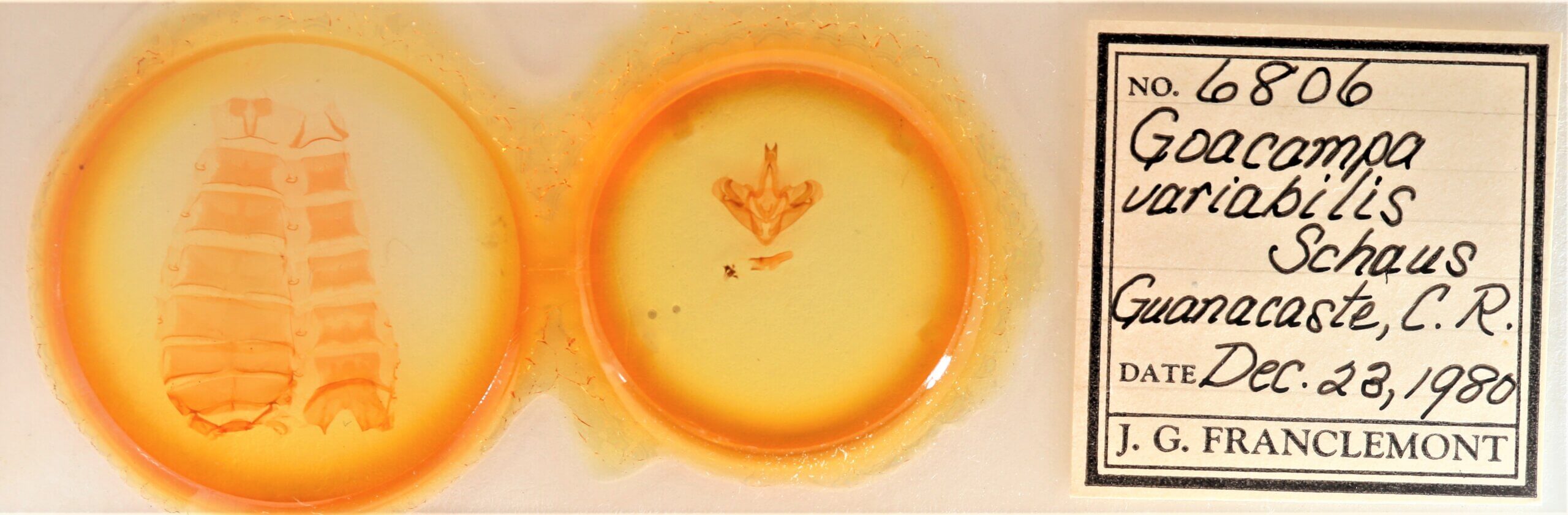 slide view of adult Goacampa variabilis