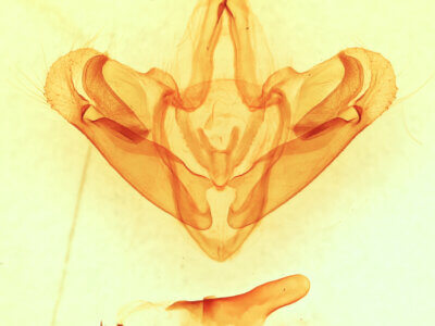 genitalia view of adult Goacampa variabilis