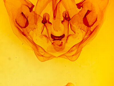 genitalia view of adult Lirimiris mirabilis