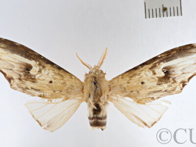 dorsal view of adult Lirimiris mirabilis