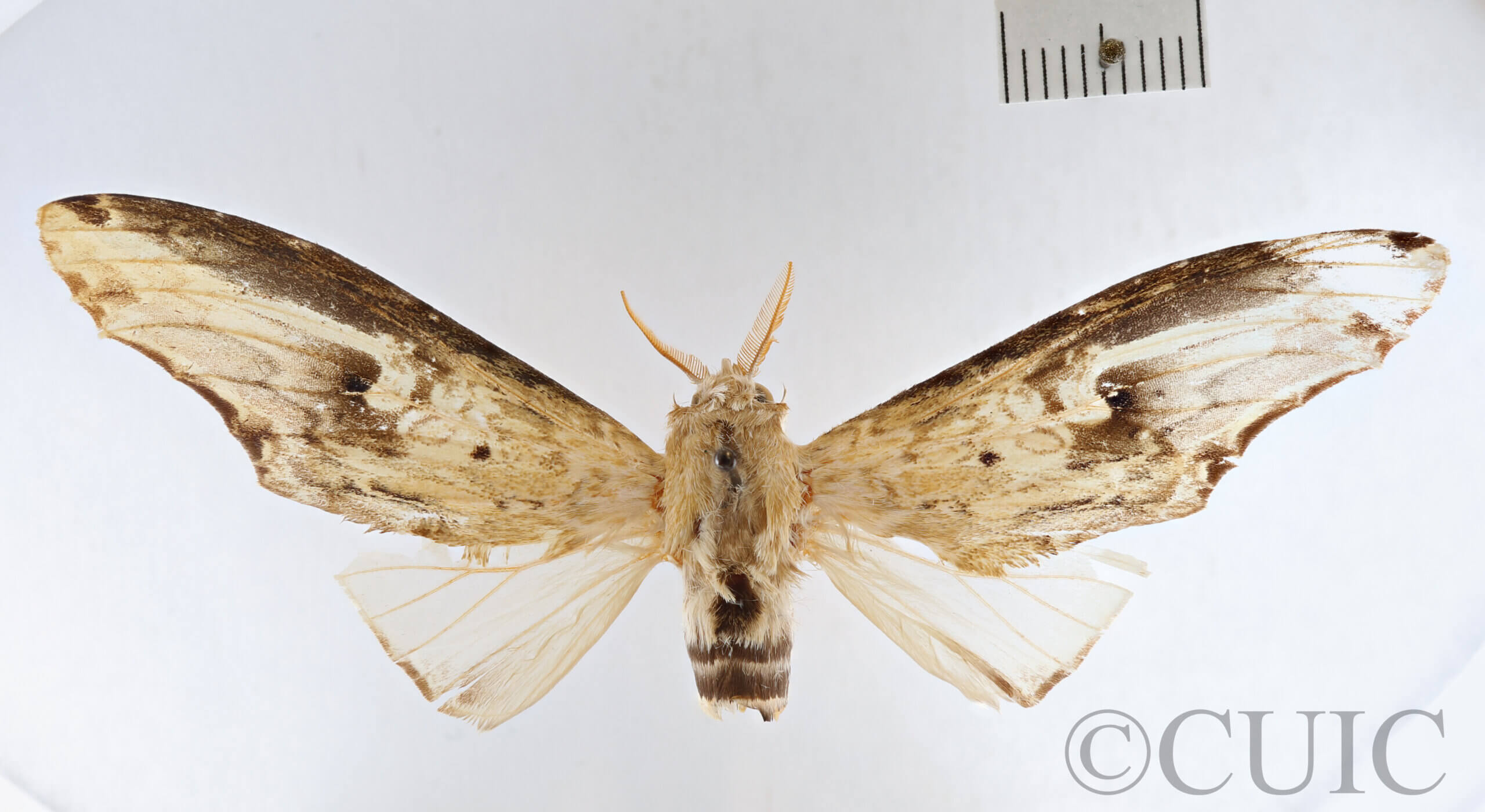 dorsal view of adult Lirimiris mirabilis