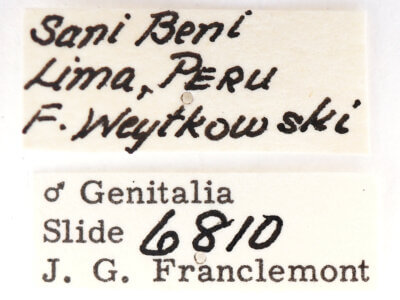 label view of adult Lirimiris mirabilis