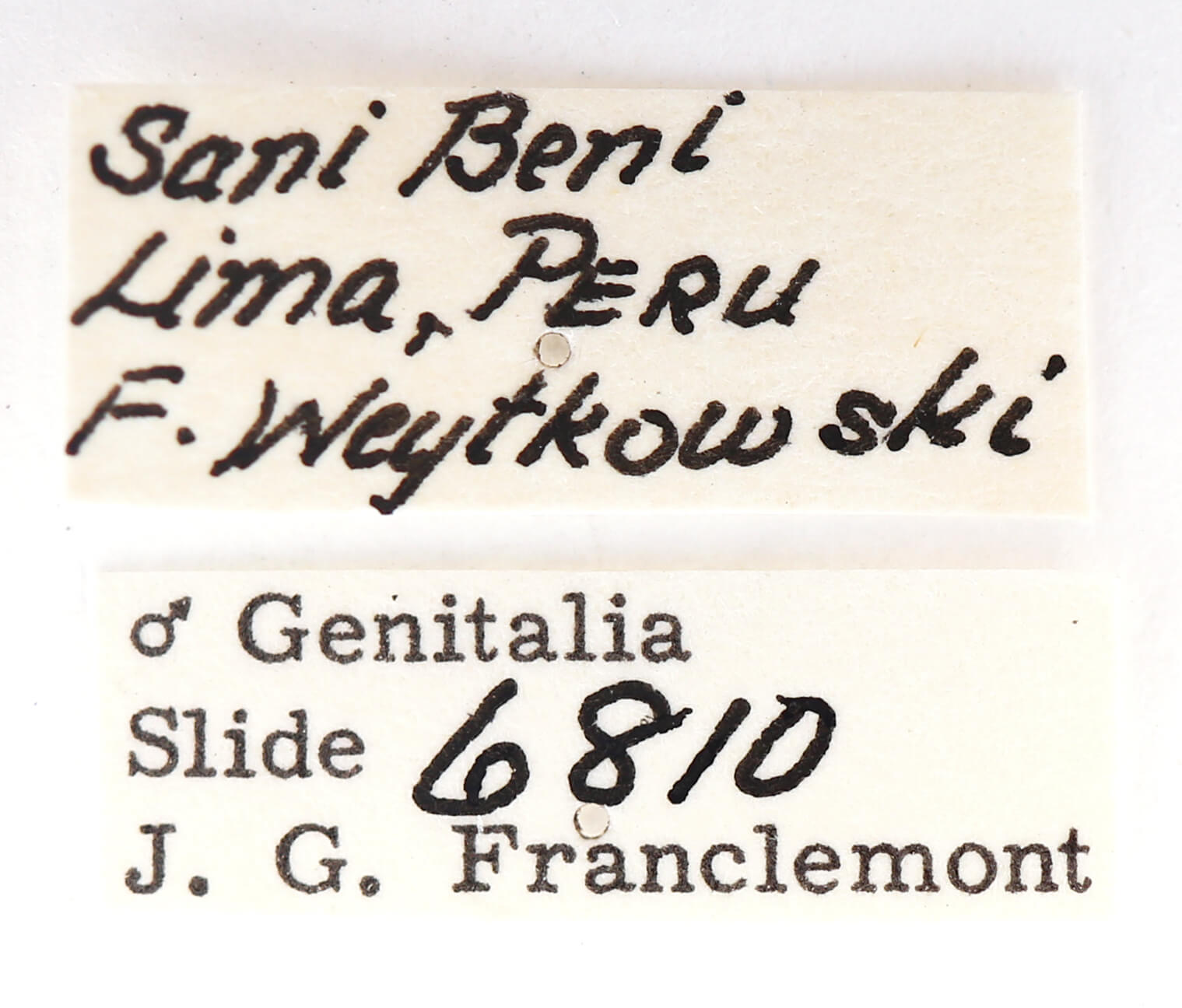 label view of adult Lirimiris mirabilis