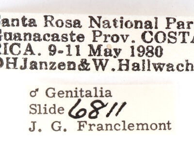 label view of adult Lirimiris mirabilis