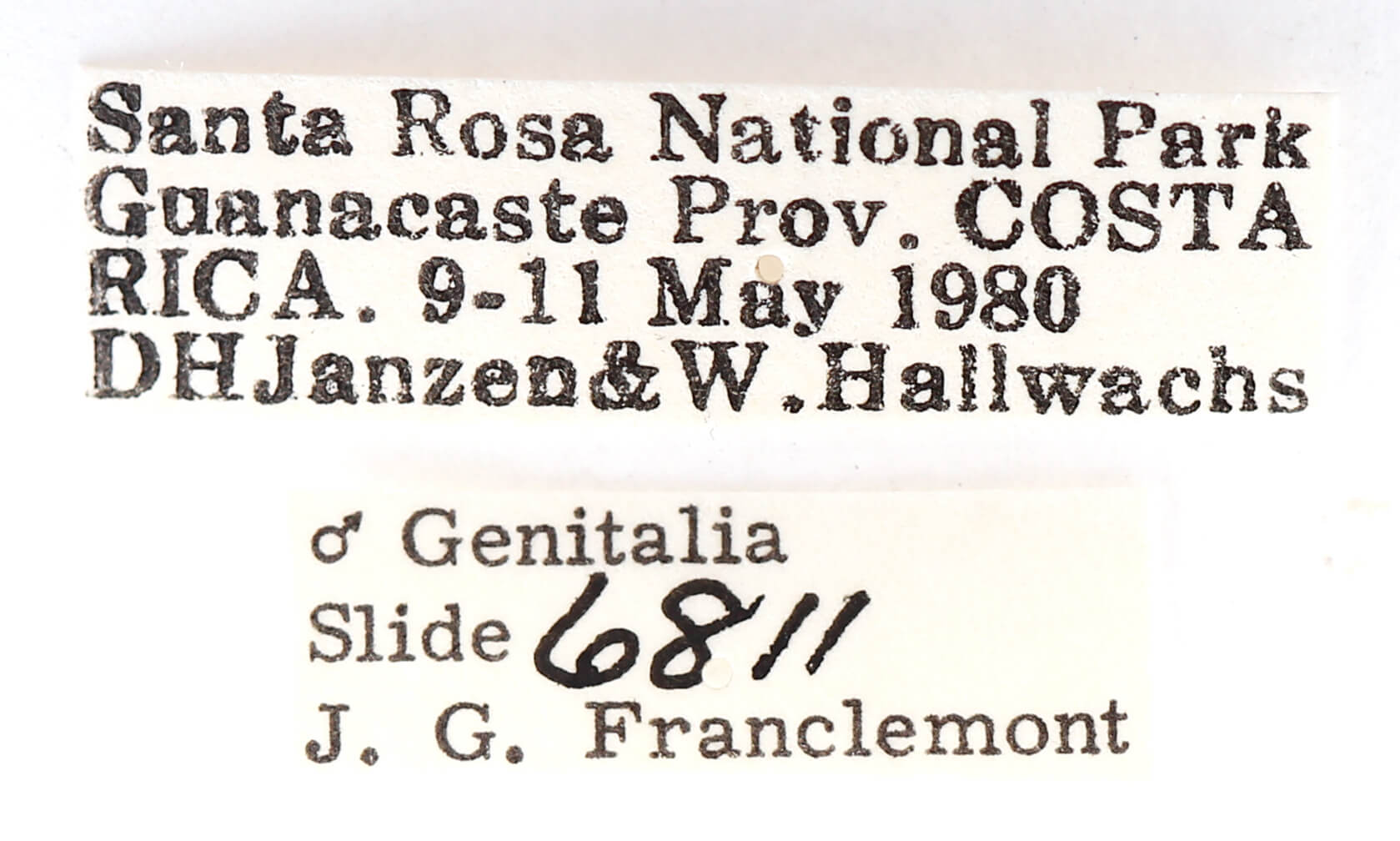 label view of adult Lirimiris mirabilis