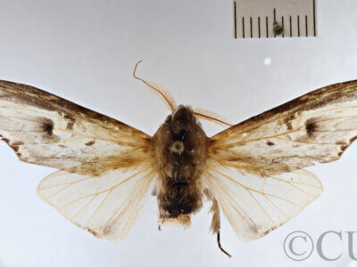 dorsal view of adult Lirimiris mirabilis