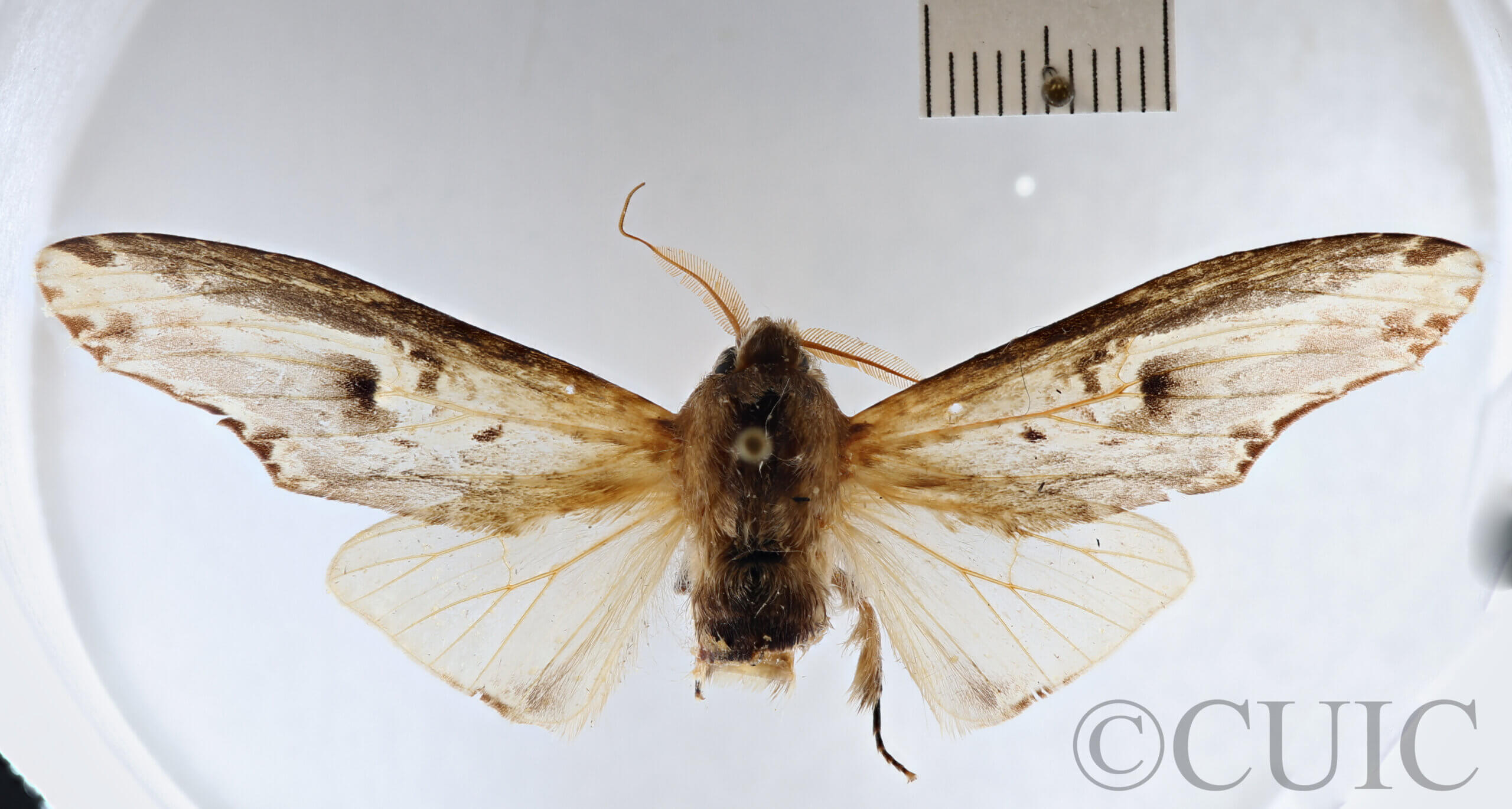 dorsal view of adult Lirimiris mirabilis