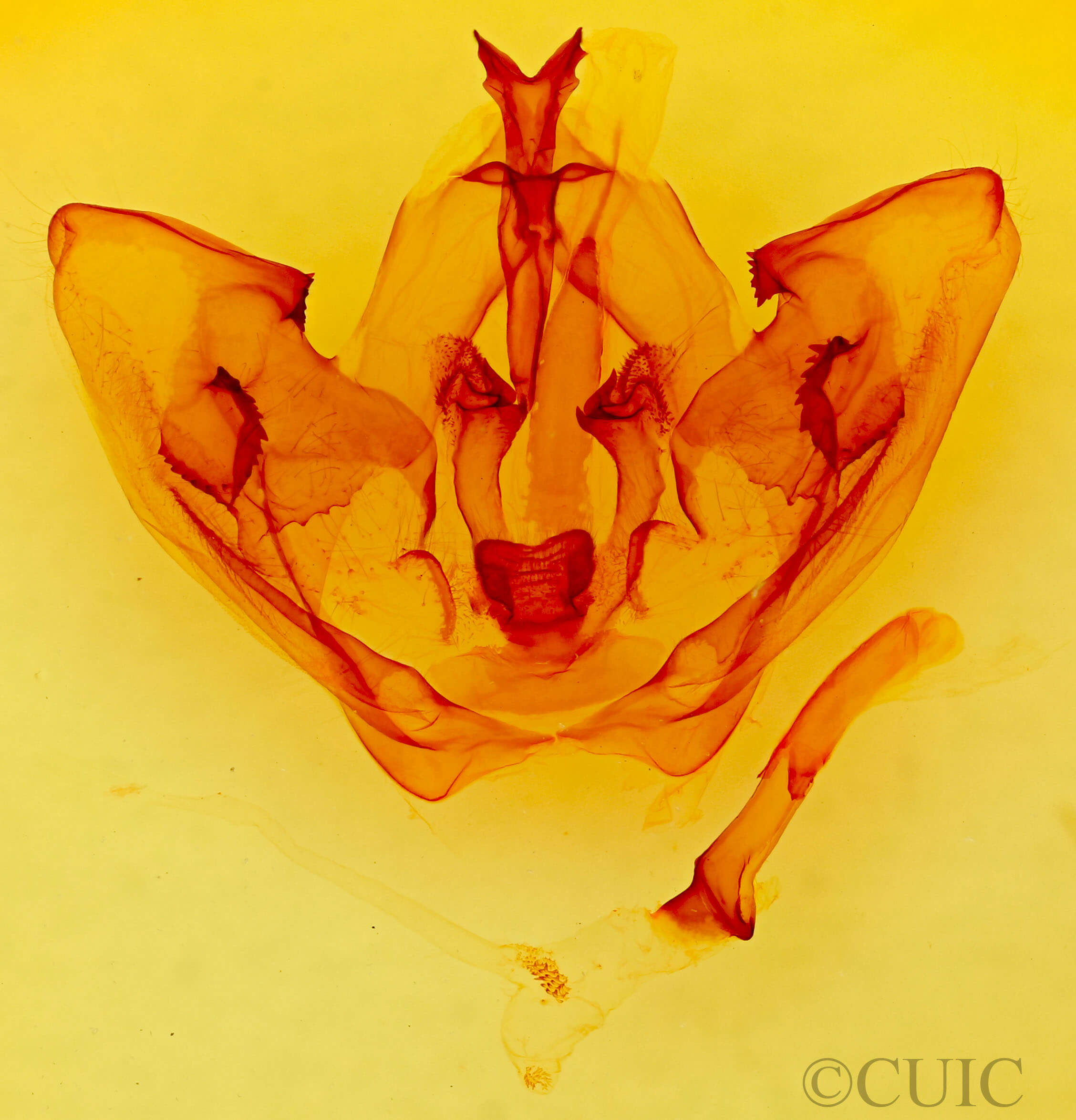 genitalia view of adult Lirimiris mirabilis