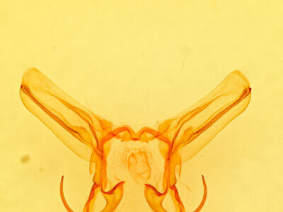 genitalia view of adult Moresa sp.