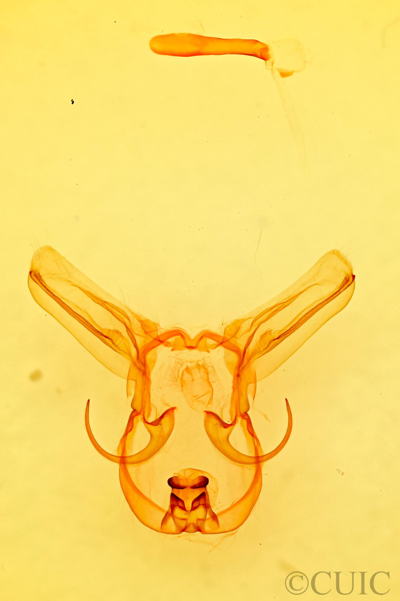 genitalia view of adult Moresa sp.