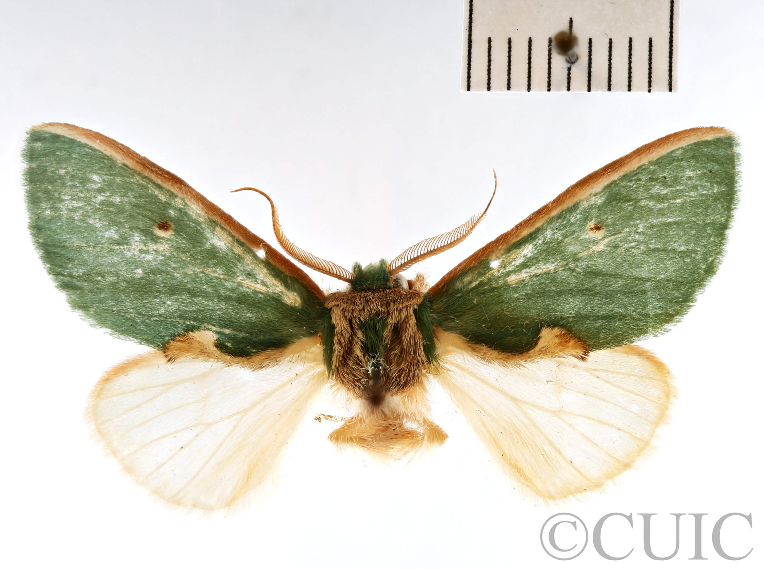 dorsal view of adult Moresa sp.