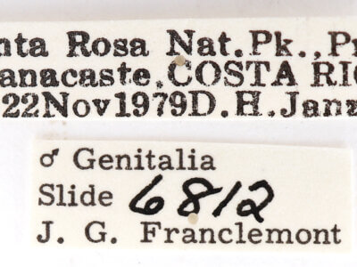 label view of adult Moresa sp.