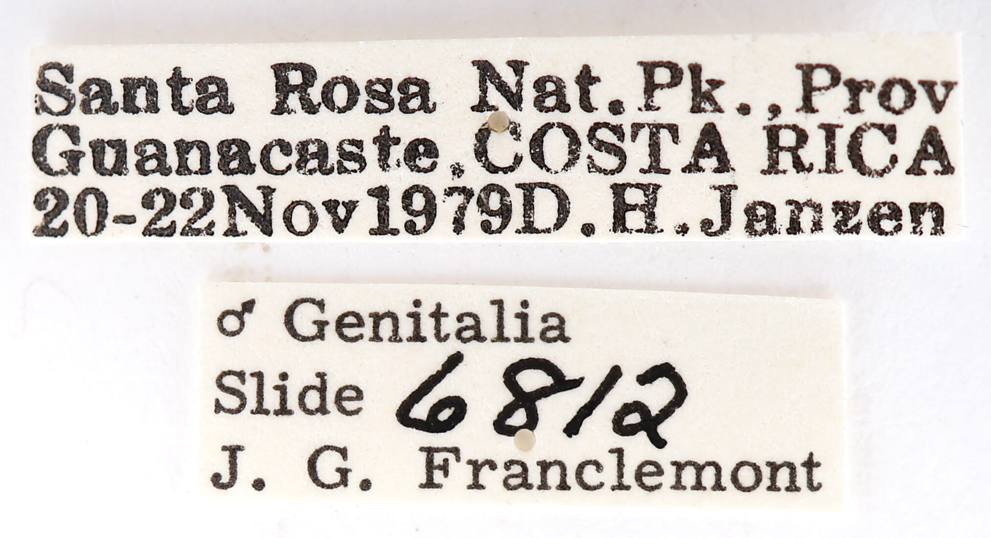 label view of adult Moresa sp.