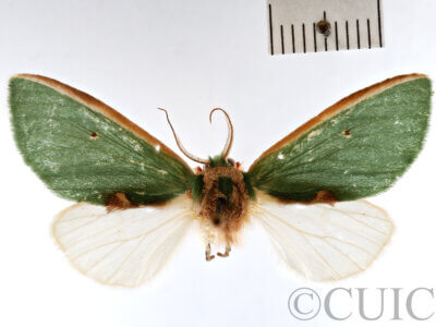 dorsal view of adult Moresa sp.