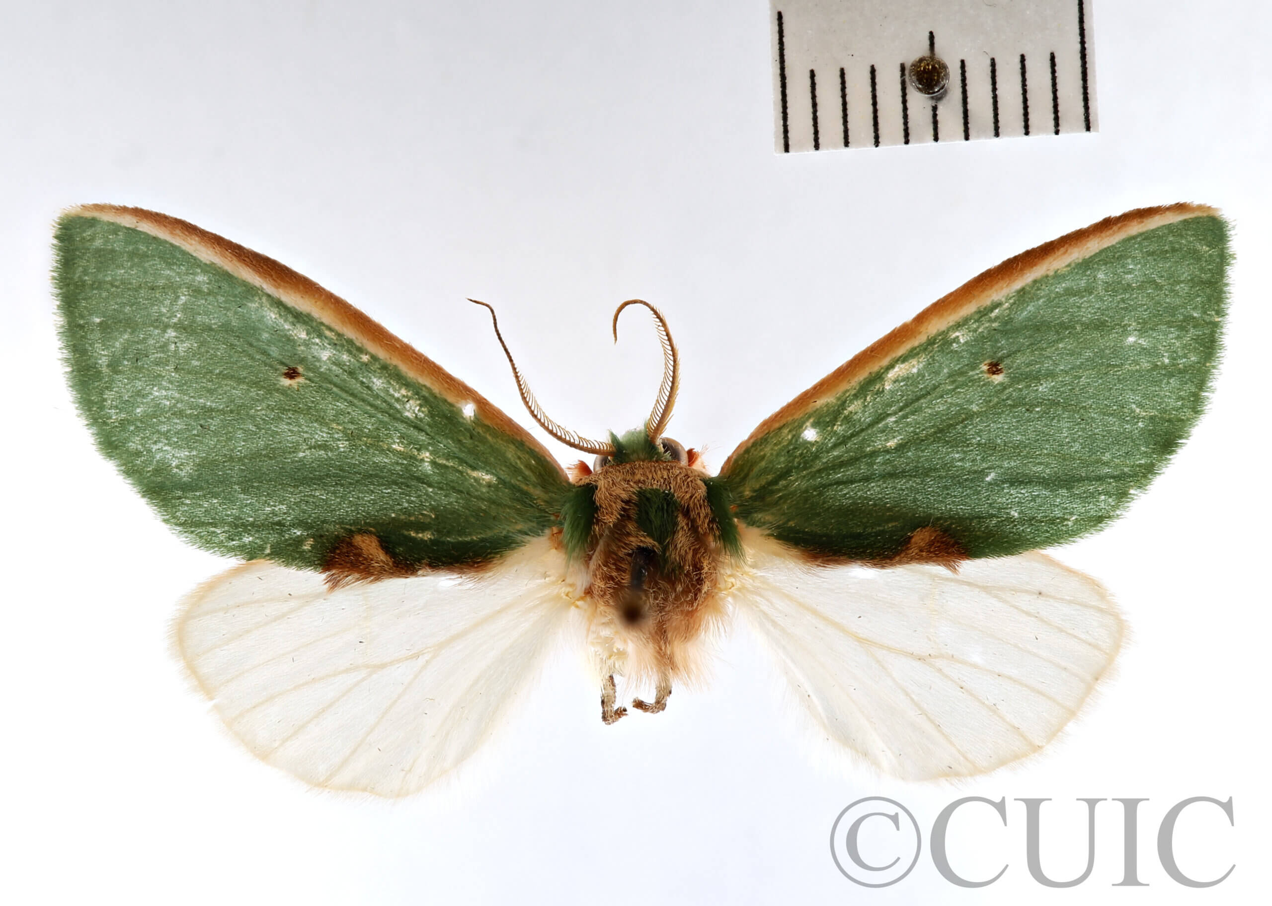 dorsal view of adult Moresa sp.