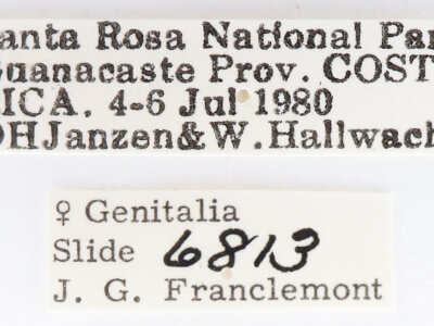 label view of adult Moresa sp.
