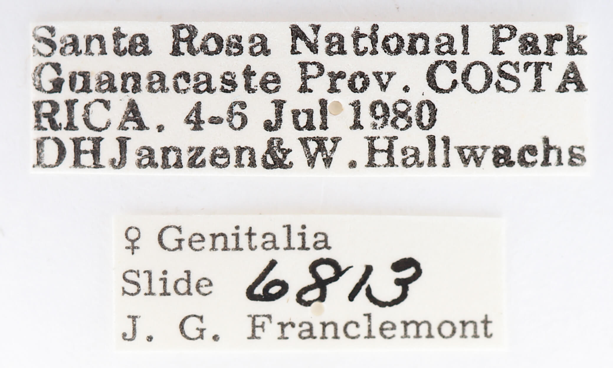 label view of adult Moresa sp.