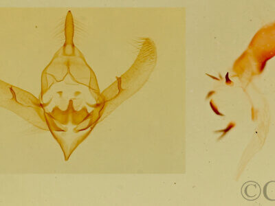 genitalia view of adult Prothrinax luteomedia