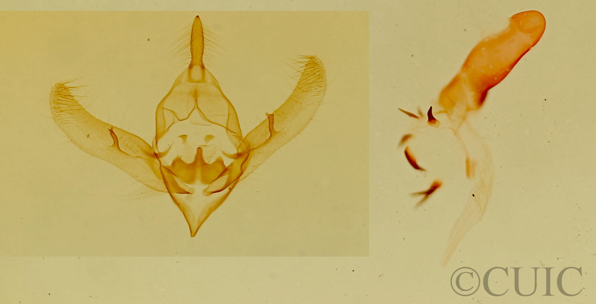 genitalia view of adult Prothrinax luteomedia