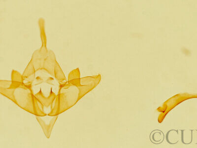 genitalia view of adult Acopa sp.