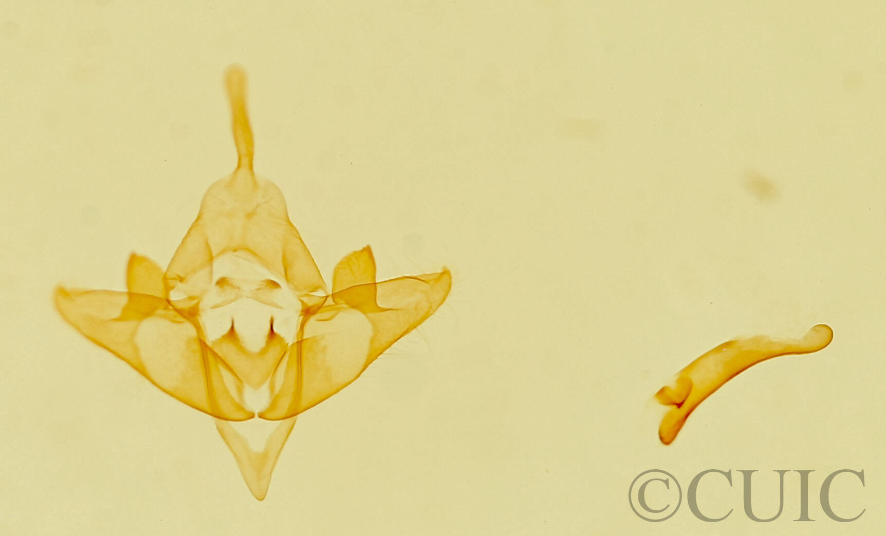 genitalia view of adult Acopa sp.