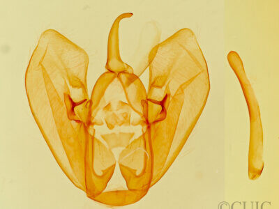 genitalia view of adult Crambodes talidiformis