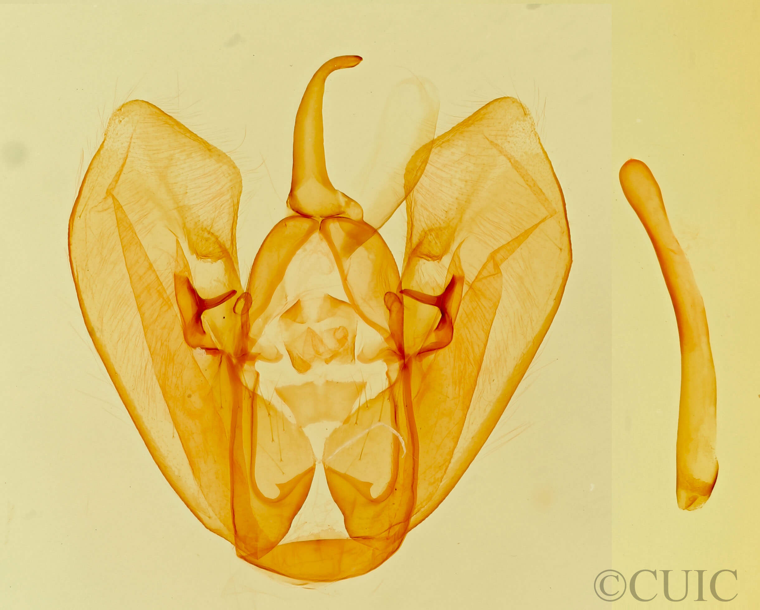 genitalia view of adult Crambodes talidiformis