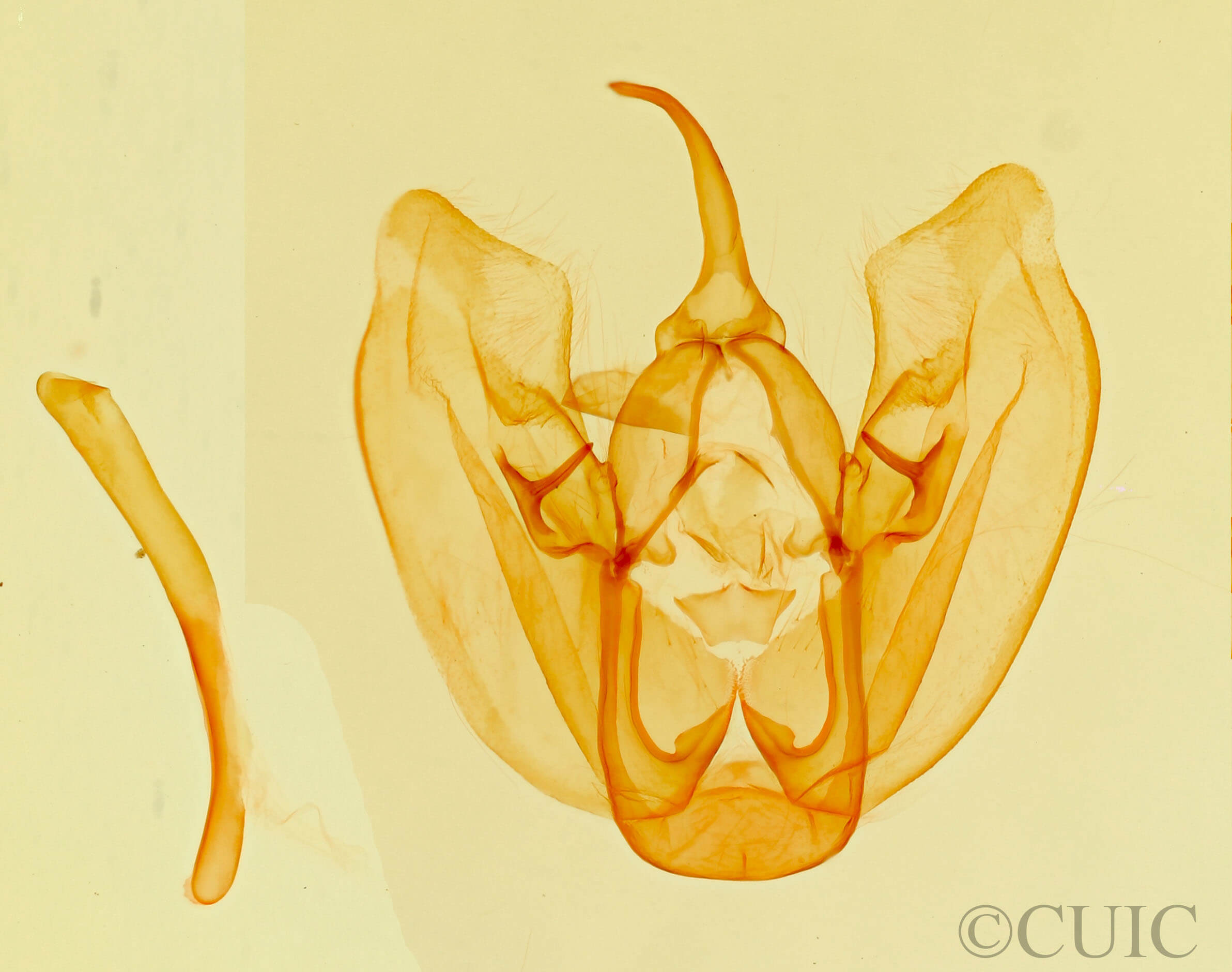 genitalia view of adult Crambodes talidiformis