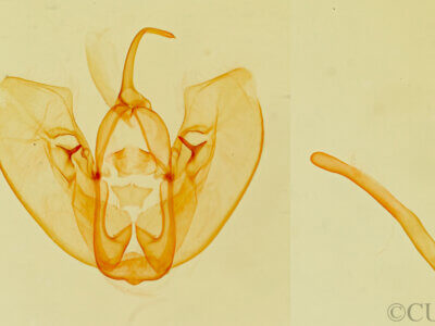 genitalia view of adult Crambodes talidiformis