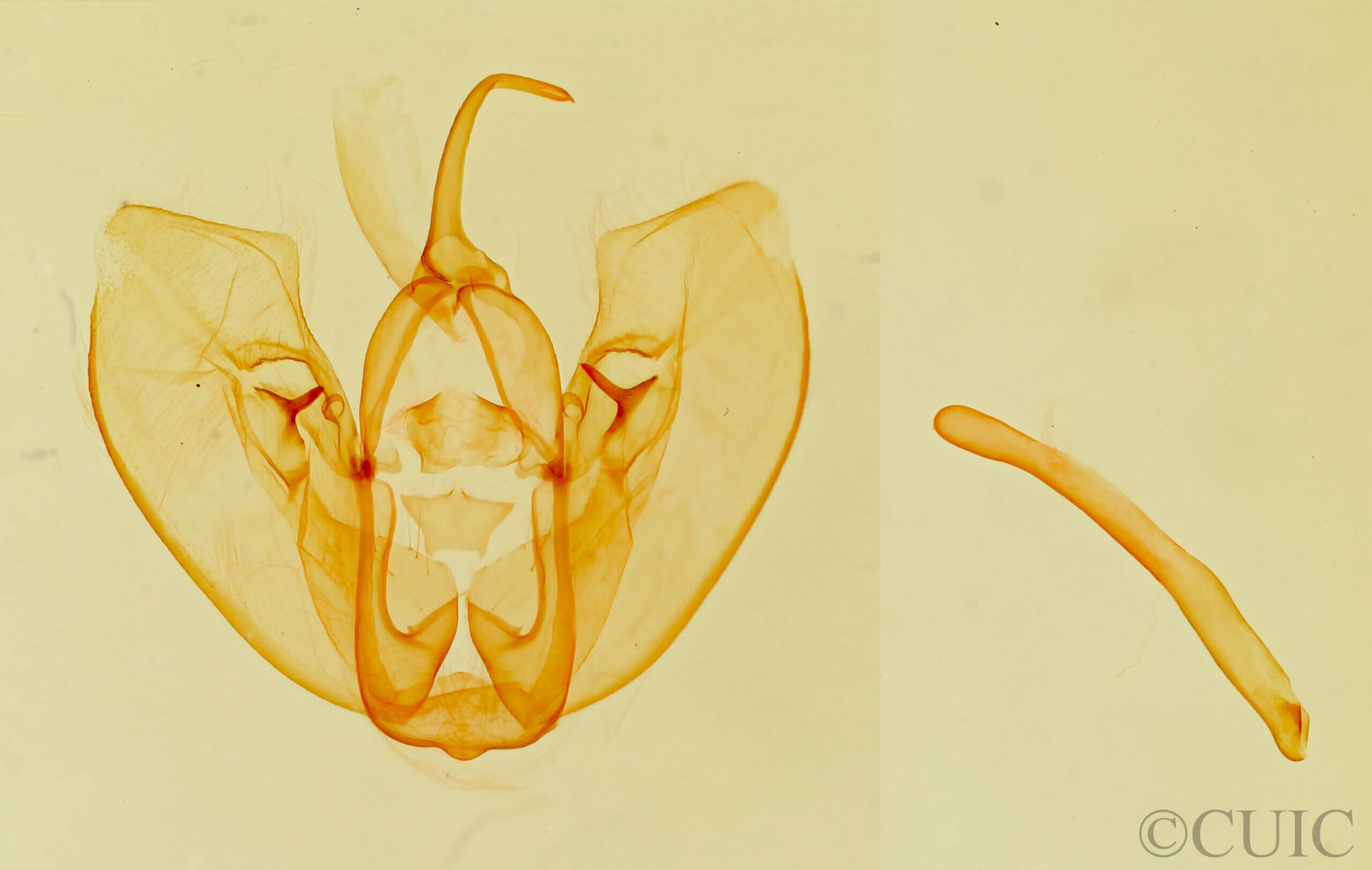 genitalia view of adult Crambodes talidiformis